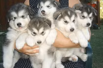 Điểm danh những loài chó hung dữ cực kỳ nguy hiểm (2)