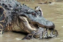 Trận chiến sống còn cá sấu sát thủ và trăn khổng lồ