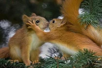 Những màn “khóa môi” nồng nàn nhất thế giới động vật