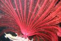 Kinh dị những động vật không có não... vẫn sống khỏe