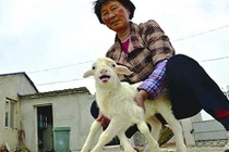 Dê 6 chân kỳ dị gây xôn xao dư luận