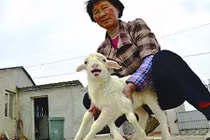 Dê 6 chân kỳ dị gây xôn xao dư luận