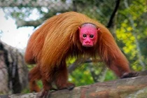 Kinh hãi những loài động vật quái dị nhất thế giới