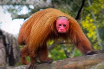 Kinh hãi những loài động vật quái dị nhất thế giới