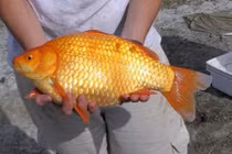 Cá chép vàng khổng lồ đe dọa hệ sinh thái Canada