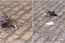 Chuột bé nhỏ đánh nhau điên cuồng với chim bồ câu