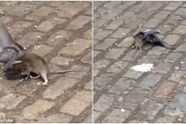 Chuột bé nhỏ đánh nhau điên cuồng với chim bồ câu