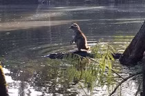 Cá sấu "cõng" gấu mèo vượt sông gây sốc