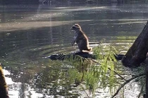 Cá sấu "cõng" gấu mèo vượt sông gây sốc