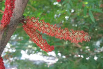 Loài cây kỳ lạ có hoa mùi như... tinh dịch