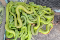 Khoảnh khắc sinh tử động vật phải đối diện khi sinh con