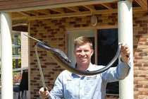 Rợn người chiến tích của người hành nghề bắt rắn độc