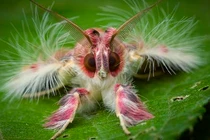 Những loài động vật chân đốt kỳ quái, xinh đẹp ở Belize