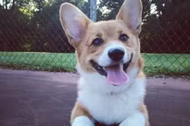 Top thú cưng đáng yêu nhất tuần