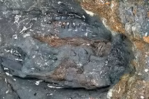 Hóa thạch tê giác thời tiền sử bất ngờ “lộ thiên”