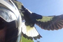 Kinh hãi chim chích chòe tấn công người rất hung dữ