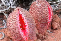 Kinh dị loài hoa hình như âm đạo, bốc mùi như phân