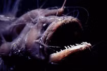 Đời sống tình dục kỳ quái của cá quỷ Anglerfish