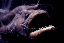 Đời sống tình dục kỳ quái của cá quỷ Anglerfish