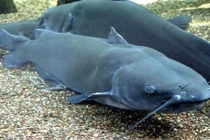 Những động vật hung dữ mang vẻ ngây thơ khó tin (1)