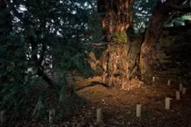 Kỳ quái cây cổ thụ nghìn tuổi có thể tự chuyển giới 