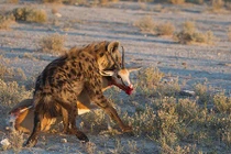 Hãi hùng cuộc chiến đẫm máu của linh dương và linh cẩu