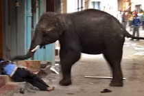 Điểm các vụ thú rừng tấn công dân cư đáng sợ nhất