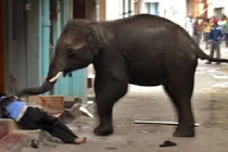 Điểm các vụ thú rừng tấn công dân cư đáng sợ nhất