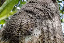 Rùng mình với loài sâu róm độc nhất hành tinh