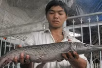 Xem những loài cá quái dị hiện diện ở Việt Nam