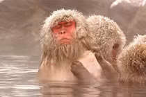 10 điểm loài khỉ giống hệt với con người