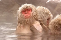 10 điểm loài khỉ giống hệt với con người