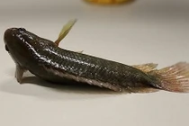 Cá biết đi của Việt Nam khiến Australia lo sợ