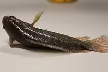 Cá biết đi của Việt Nam khiến Australia lo sợ