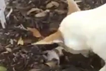 Xúc động cảnh chó mẹ đào hố chôn xác con xấu số