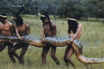 Kinh hãi những loài mãng xà to lớn nhất Trái đất