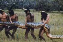 Kinh hãi những loài mãng xà to lớn nhất Trái đất