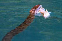 Khốc liệt cuộc chiến của cá mặt quỷ và rắn biển