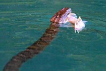 Khốc liệt cuộc chiến của cá mặt quỷ và rắn biển