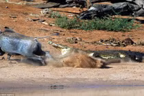 Lợn rừng suýt chết trong hàm răng sắc nhọn của cá sấu