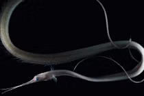 Những loài cá kỳ dị ngoài hành tinh đặc trưng của Ấn Độ