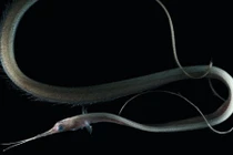 Những loài cá kỳ dị ngoài hành tinh đặc trưng của Ấn Độ