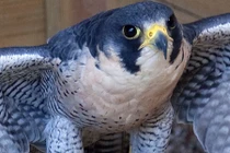 Những loài chim xứng danh "vua tốc độ" trong tự nhiên