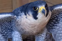 Những loài chim xứng danh "vua tốc độ" trong tự nhiên