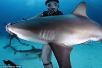 Cá mập “bất tỉnh” trước những vuốt ve của thợ lặn