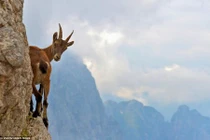 Khám phá sốc khả năng leo núi “thần thánh” của loài dê