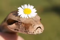 Kỳ thú loài rắn đáng sợ bỗng hóa hiền lành đáng yêu