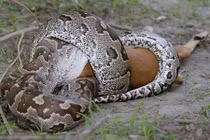 Trăn khổng lồ suýt chết nghẹn vì nuốt chửng linh dương