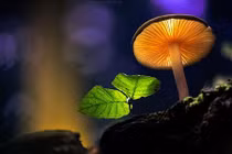 Ảnh tuyệt đẹp về nấm ít người biết đến