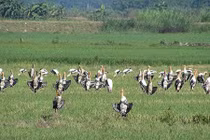 Đàn bồ nông chân xám xuất hiện bí ẩn ở Bình Thuận